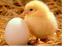 Psykisk helse: kyllinger og egg