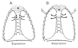 Thoracic Breath Figur